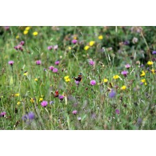 Botany of North Leitrim with Maria Cullen & Howard Fox - Sunday 11th June 2023